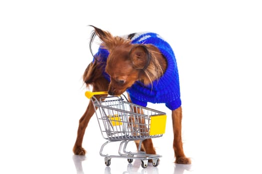 Toy Terrier with shopping cart isolated on white. Funny little dog. Russian toy terrier on a white background