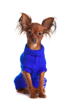Toy terrier. Russian toy terrier on a white background. Funny little dog