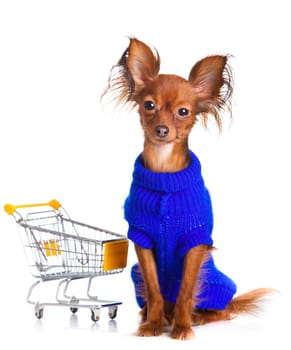 Toy Terrier with shopping cart isolated on white. Funny little dog. Russian toy terrier on a white background