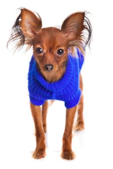Toy terrier. Russian toy terrier on a white background. Funny little dog