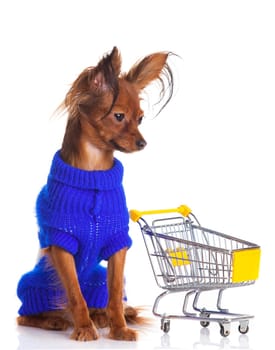 Toy Terrier with shopping cart isolated on white. Funny little dog. Russian toy terrier on a white background