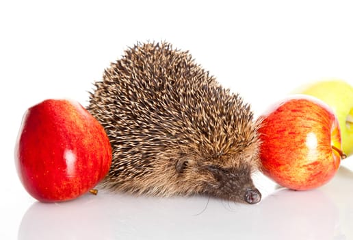 hedgehog with an apple.  hedgehog isolated.
