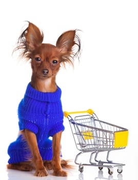 Toy Terrier with shopping cart isolated on white. Funny little dog. Russian toy terrier on a white background