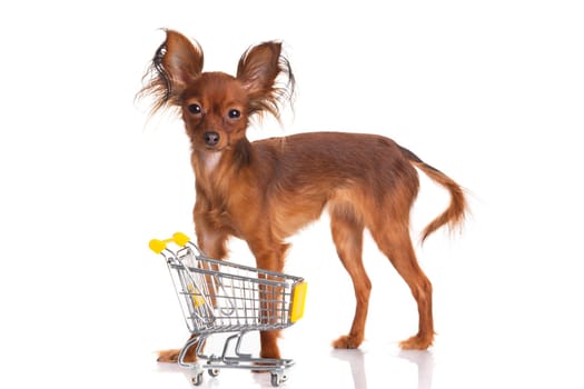 Toy Terrier with shopping cart isolated on white. Funny little dog. Russian toy terrier on a white background