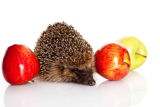 hedgehog isolated.