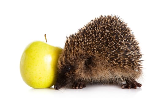 hedgehog with an apple.  hedgehog isolated.