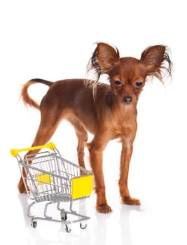 Toy Terrier with shopping cart isolated on white. Funny little dog. Russian toy terrier on a white background