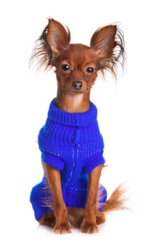 Toy terrier. Russian toy terrier on a white background. Funny little dog