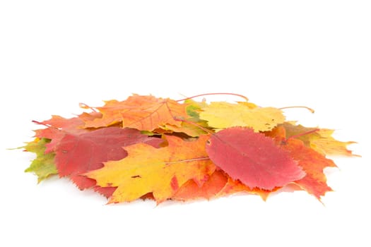 Dry leaves pile isolated on white background