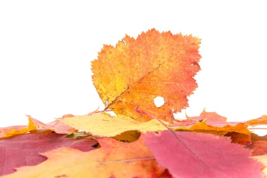 Heap of autumnal leaves. Isolated on a white.
