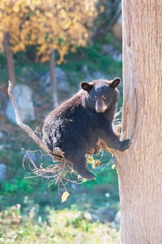 A black bear cub is sitting in a tree and looking at the camera on a fall day.