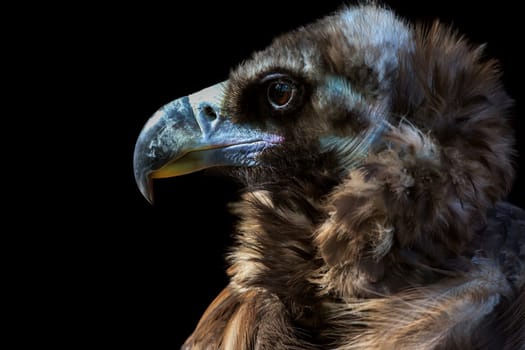 Portrait of Black Vultures