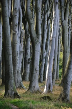 Ghost Forest