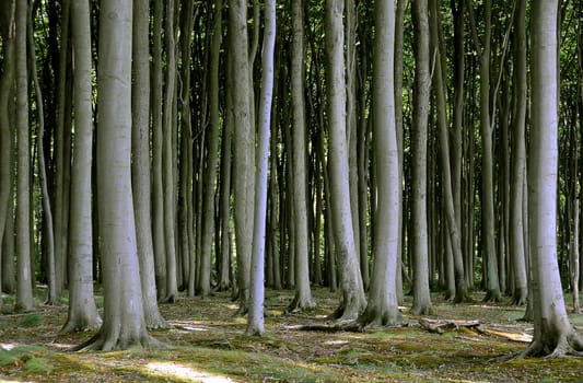 Ghost Forest