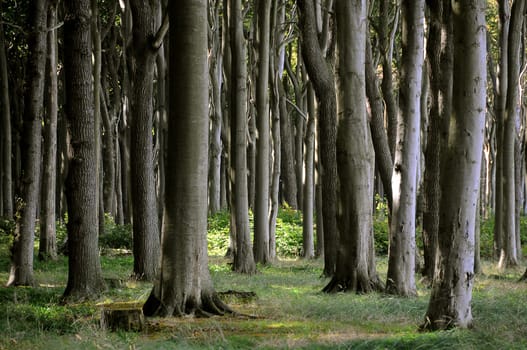 Ghost Forest