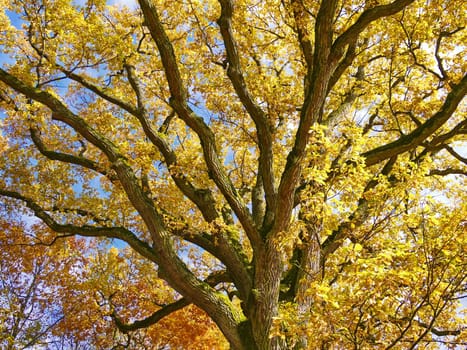 Oak in autumn