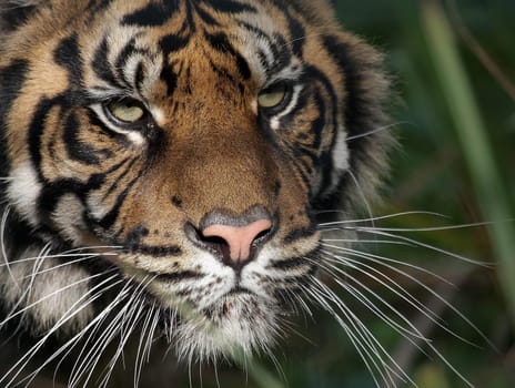 Tiger Portrait