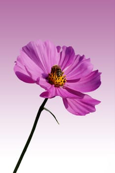 An isolated cosmea on which a bee collects nectar against a homogeneous background.