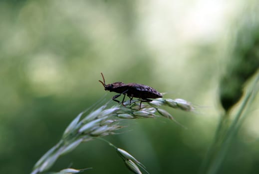The photograph of a beetle,mouse-gray click beetle.