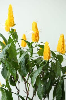 Details of a Pachystachys lutea isolated in blurred background.