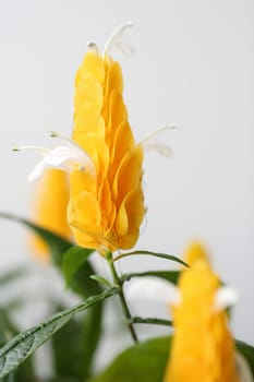 Details of a Pachystachys lutea isolated in blurred background.