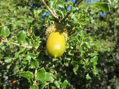 Holm oak - Quercus ilex