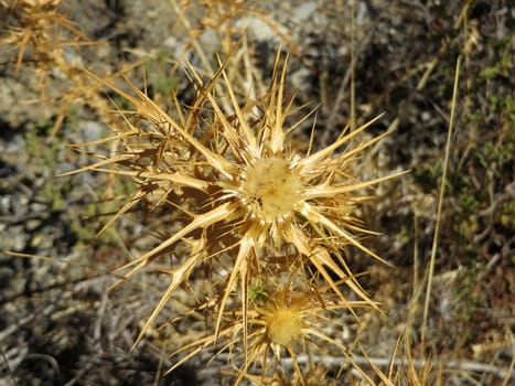Greek boarwort - Carlina graeca