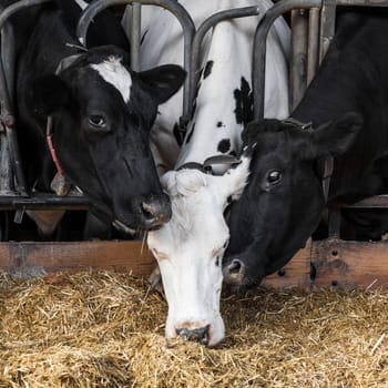 cows in a farm. Dairy cows in a farm.