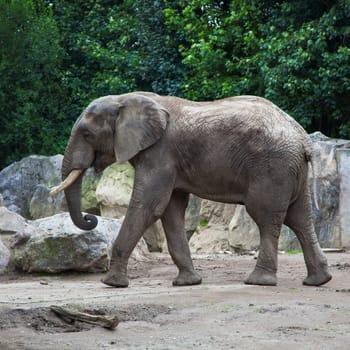 african bush elephant in zoo