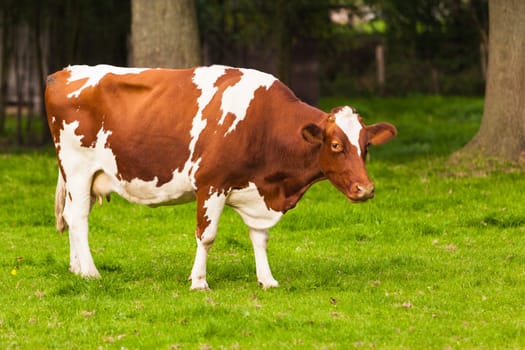 Cows on meadow.Grazing calves