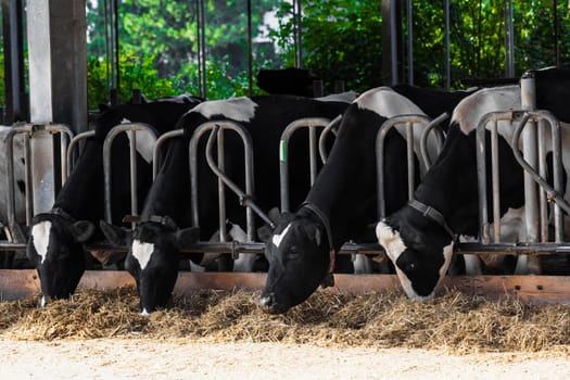 cows in a farm. Dairy cows in a farm.
