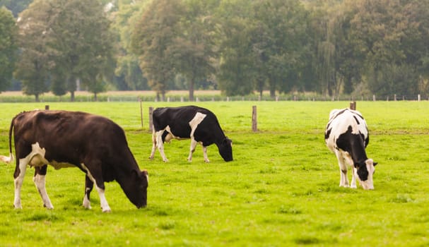 Cows on meadow.Grazing calves