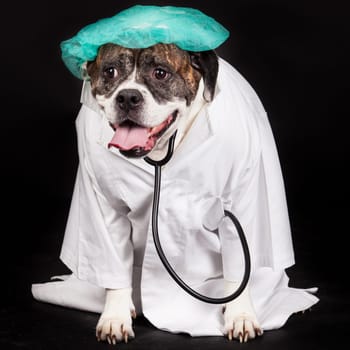 American Bulldog. dog dressed in a doctor coat and wearing a stethoscope against a black background