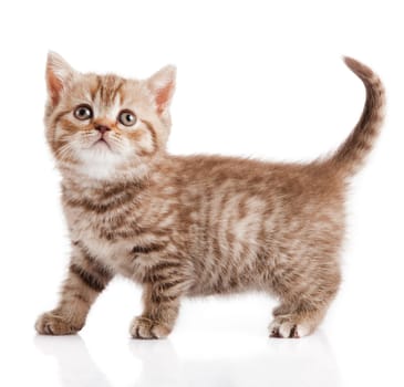 kitten on a white background