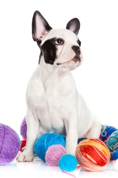 Happy puppy of the french bulldog  on a white background