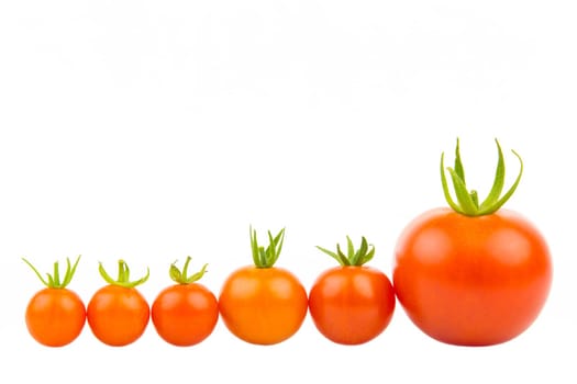 A range of cherry and vine tomatoes