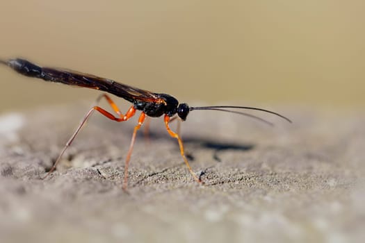 Female wood wasp laying eggs - macro image
