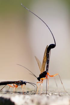 Female wood wasps laying eggs - macro image