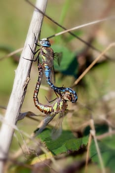 Autumn mosaic maiden - Aeshna mixta mating - macro image