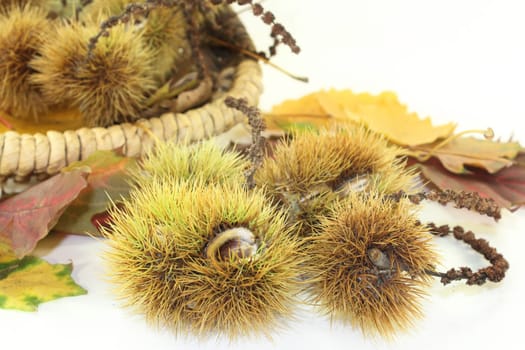 ripe sweet chestnuts in front of a white background