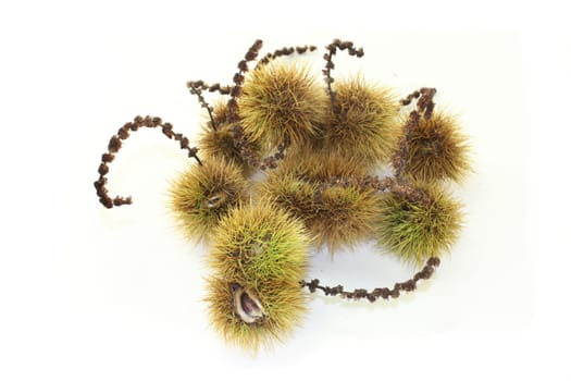 ripe sweet chestnuts in front of a white background