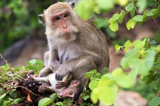 Monkey,mother with baby,close-up of an animal family in the wild