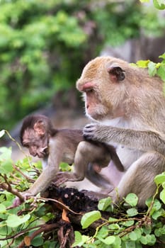 Monkey,mother with baby,close-up of an animal family in the wild