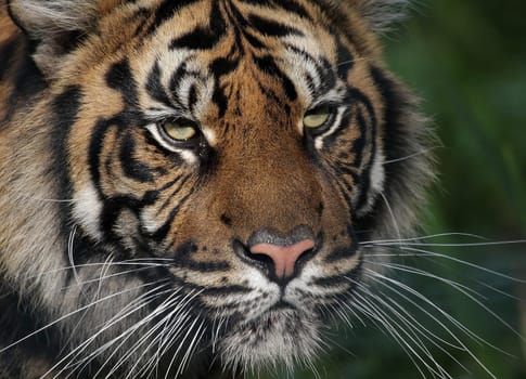 TigerPortrait