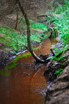 Wetland Bach im Moor