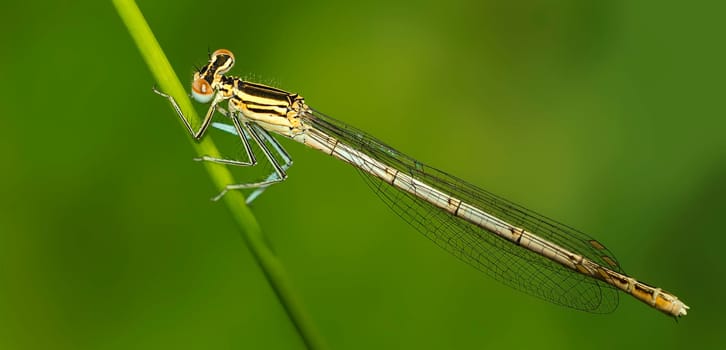 Feather dragonfly female