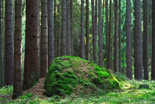 Rock covered with moss in the forest