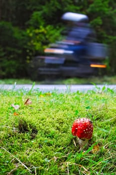 Toadstool on the roadside with motorbike