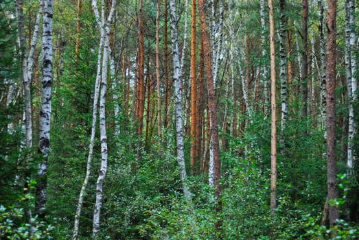Mixed forest raised bog forest
