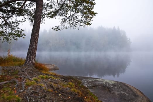Morning fog at the pond